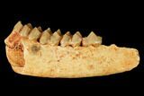 Eocene Basal Ruminant (Prodremotherium) Jaw Section - France #155949-1
